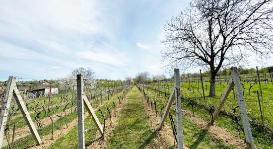 Vinohradnícky domček po reko aj s vinohradom, za Líštinami