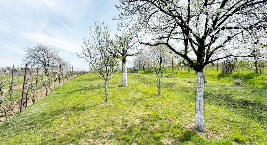 Vinohradnícky domček po reko aj s vinohradom, za Líštinami