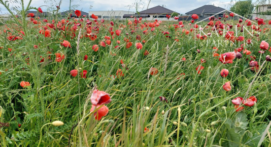 Stavebný pozemok 1 072 m2  -  Hrubá Borša okr. Senec
