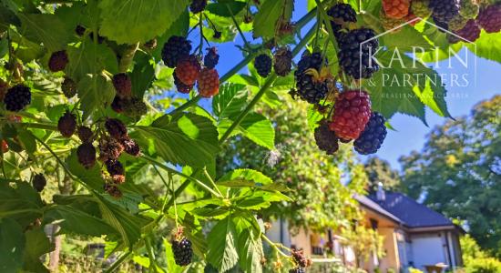 Chalupa pod lesom s ovocným sadom, 4144 m2, Nová Bošáca.