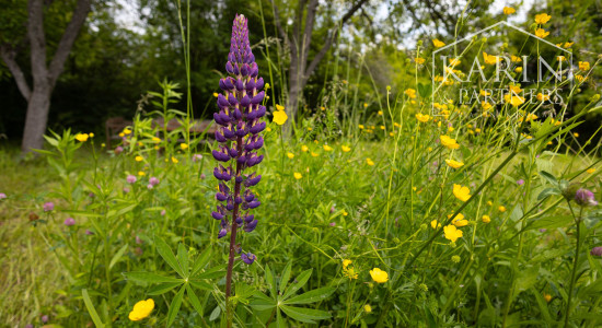 Relax v Žiranoch: Záhrada s dušou