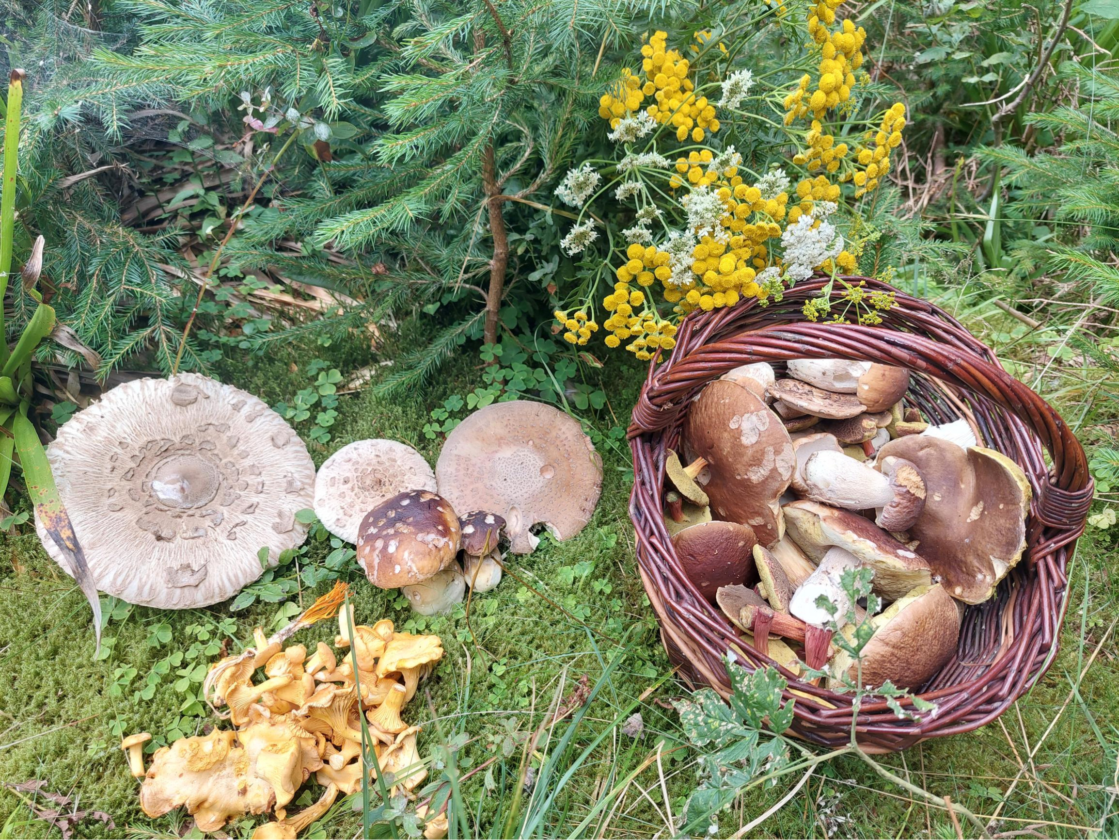 POZEMOK   2 374 m2  Liptovský Ján  okr. Liptovský Mikuláš