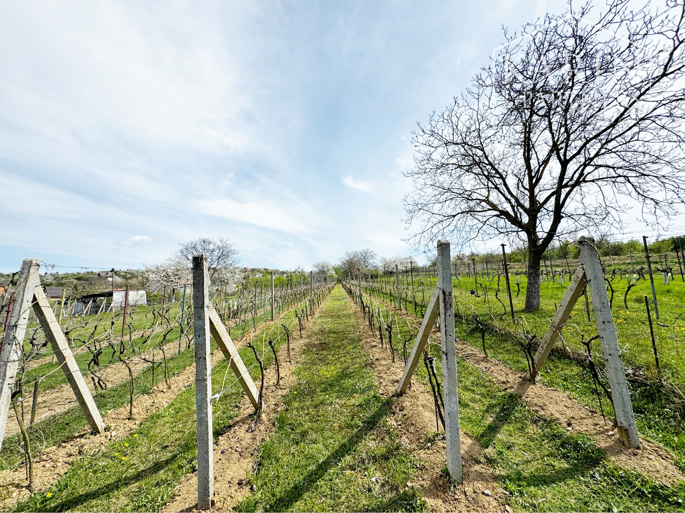 Vinohradnícky domček po reko aj s vinohradom, za Líštinami