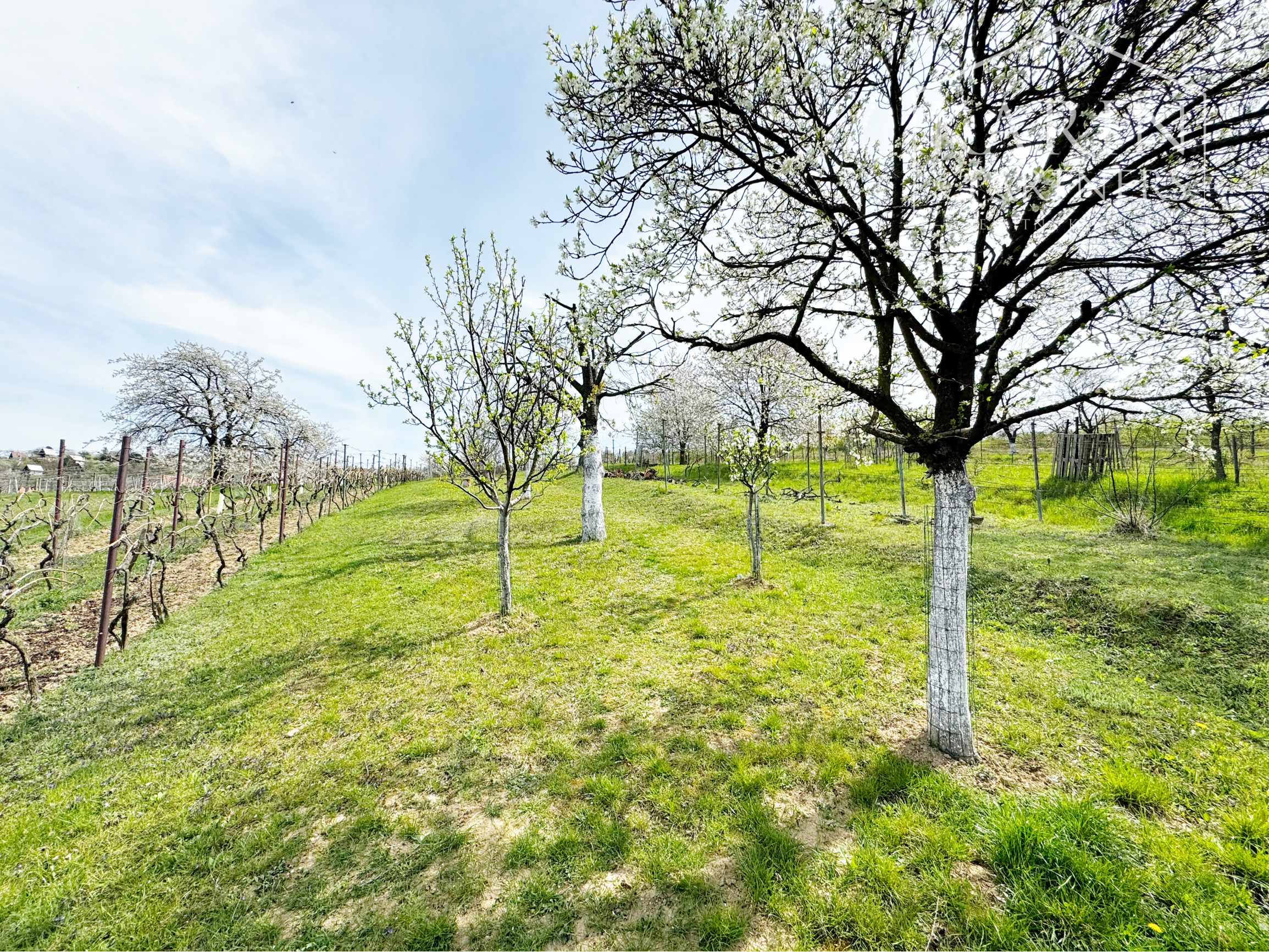 Vinohradnícky domček po reko aj s vinohradom, za Líštinami