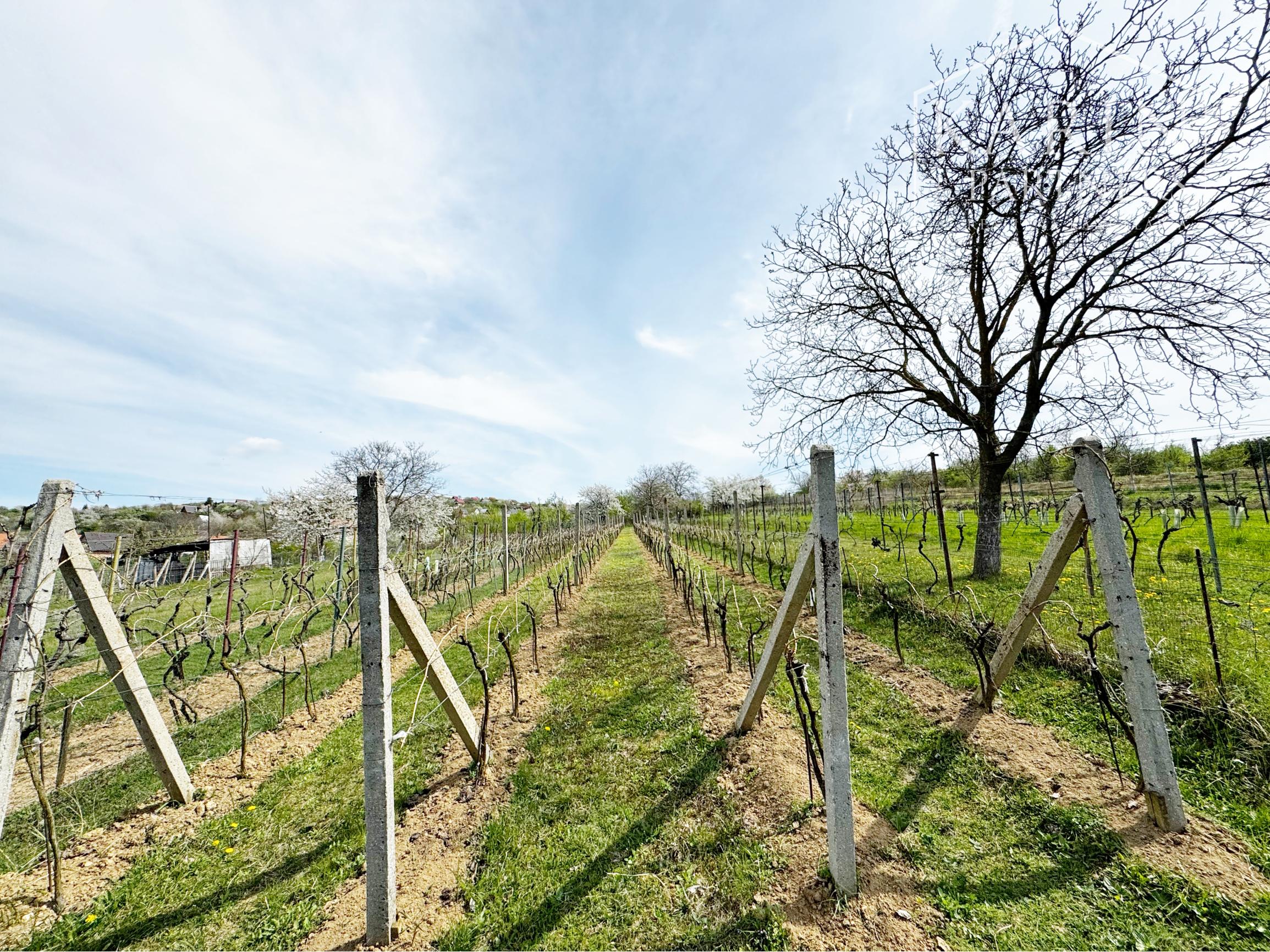 Vinohradnícky domček po reko aj s vinohradom, za Líštinami