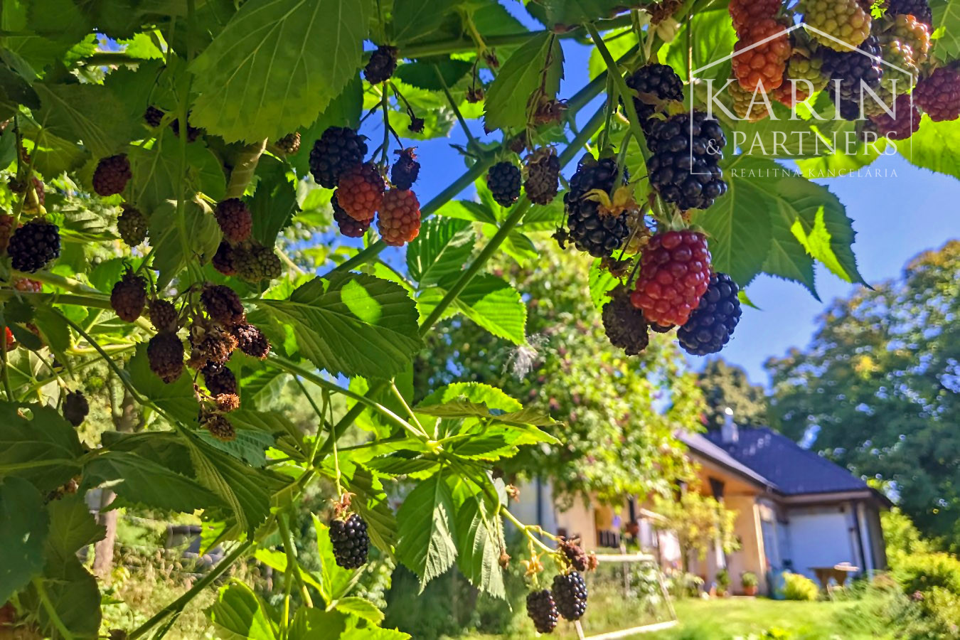 Chalupa pod lesom s ovocným sadom, 4144 m2, Nová Bošáca.