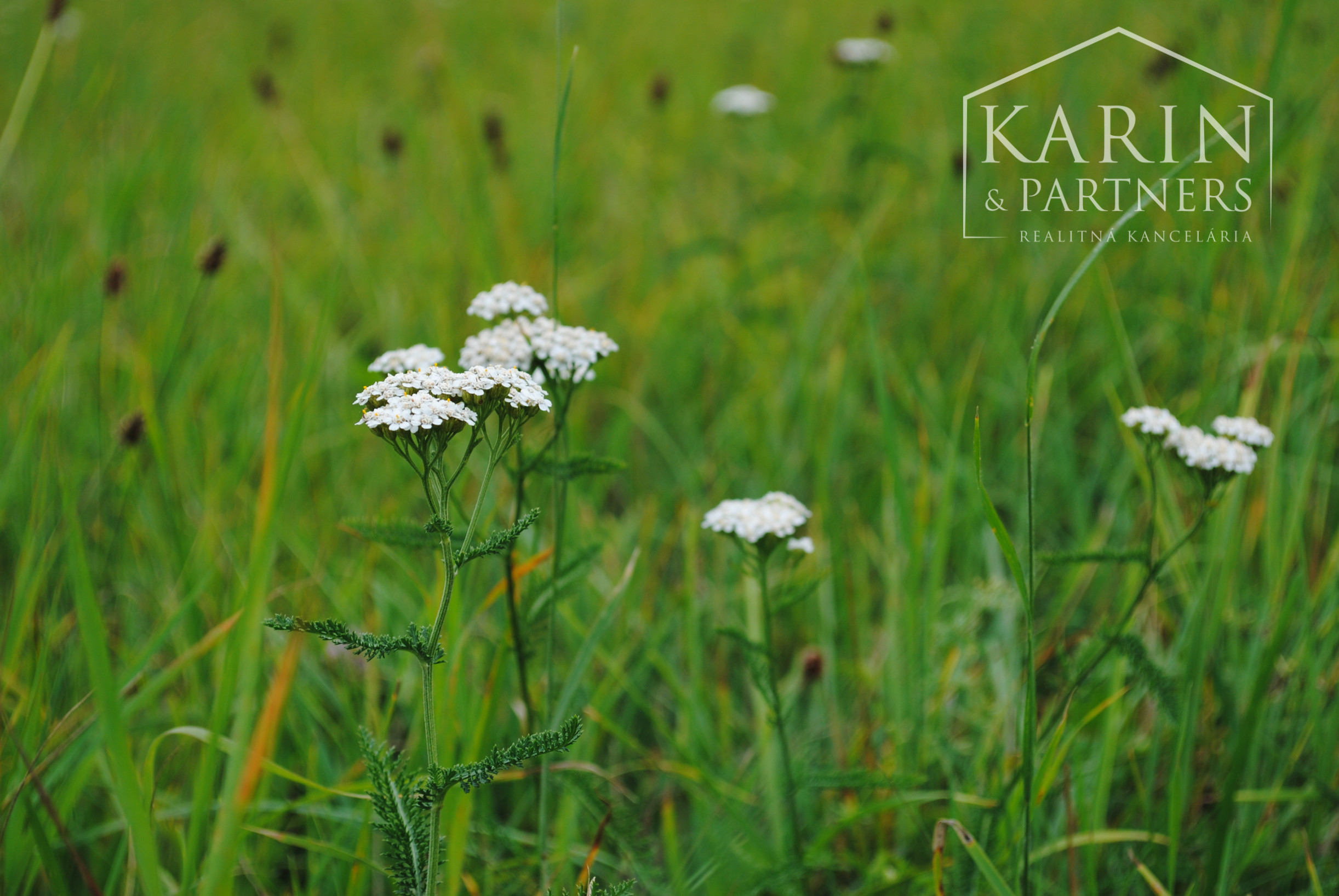 VEĽKÝ ROVINATÝ POZEMOK V PODBREZOVEJ V ČASTI LOPEJ