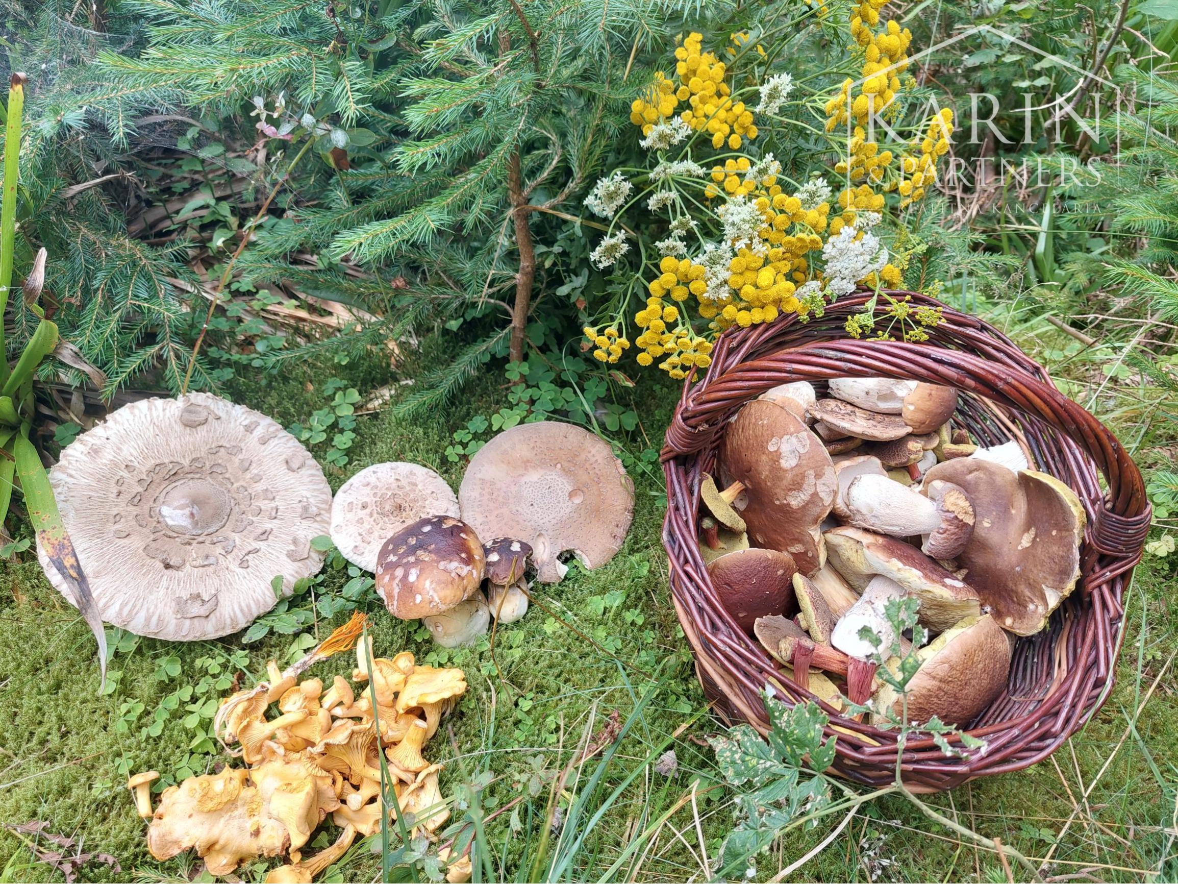 POZEMOK   2 374 m2  v Jánskej doline